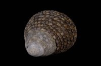 藏品(草蓆鐘螺)的圖片